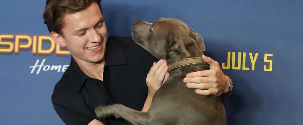 Tom Holland With His Dog Pictures