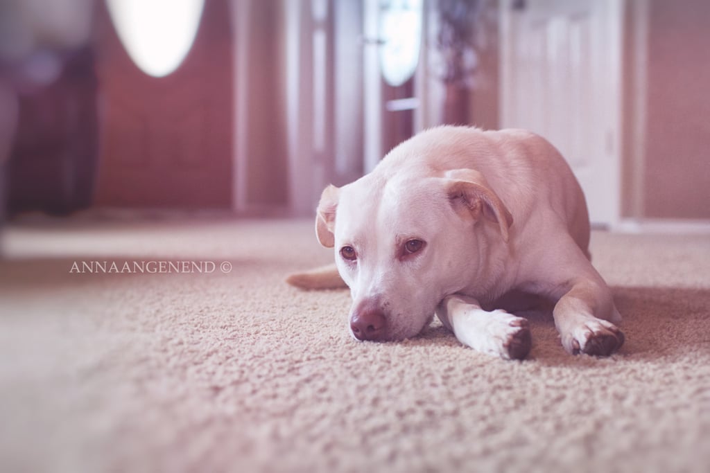Life With Lucy Photo Series