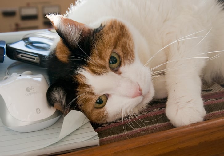 What To Do When Your Cat Is Sneezing Popsugar Pets