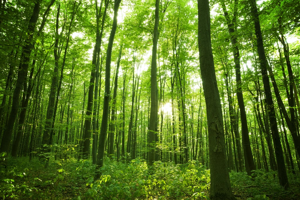 Trees