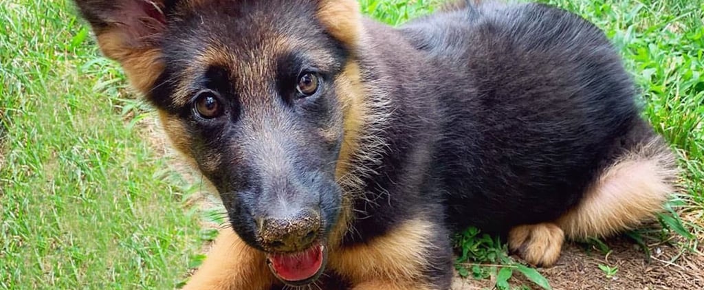 Full-Grown German Shepherds Are Cute, but Have You SEEN Them as Puppies?!