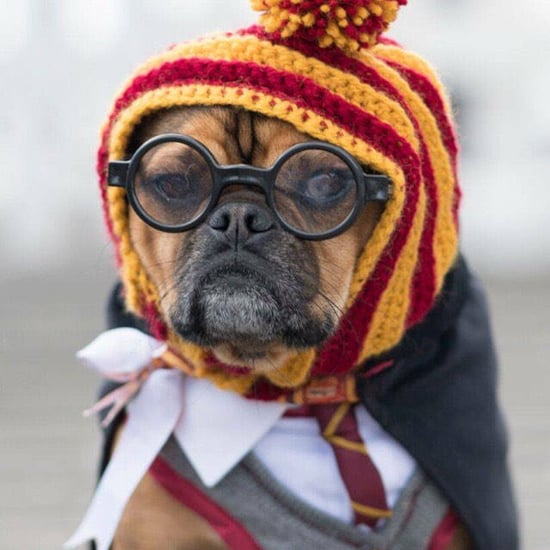 Harry Potter Costumes For Dogs and Cats
