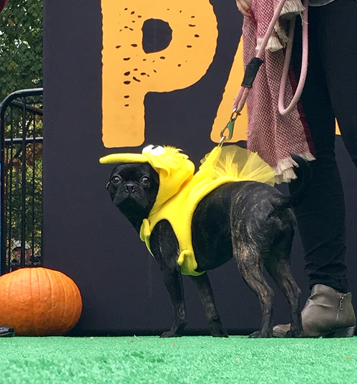 New York City Halloween Dog Parade POPSUGAR Pets