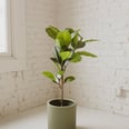 These 15 Etsy Planters Will Give Your Plant Collection a Stylish Upgrade