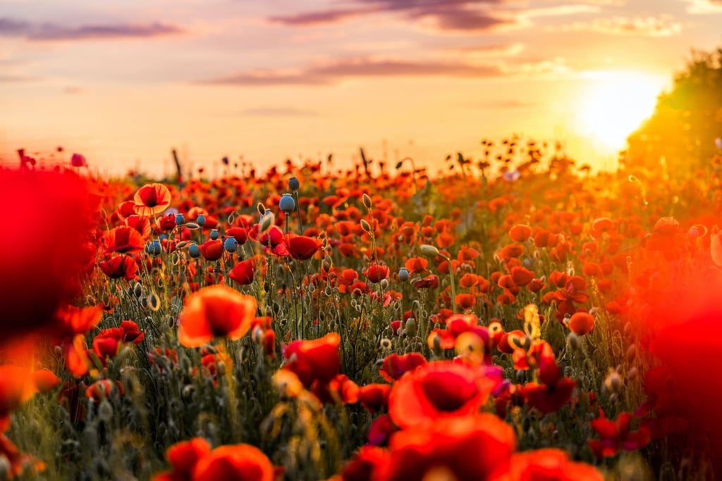 Red Flowers Zoom Background