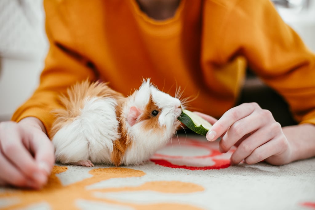 Guinea Pigs