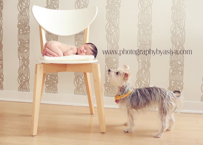 Adorable Newborn and Pet Photos
