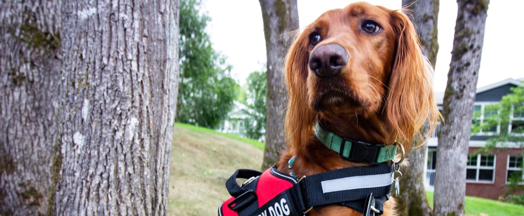 Why My Family Needs an Emotional Support Animal on Planes