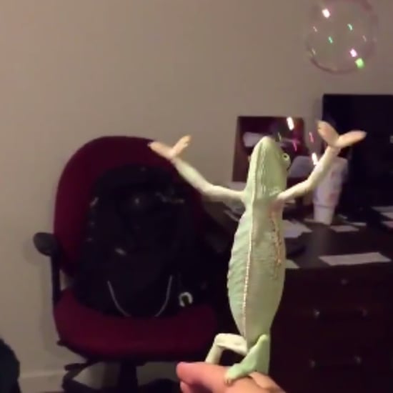 Chameleon Playing With Bubbles