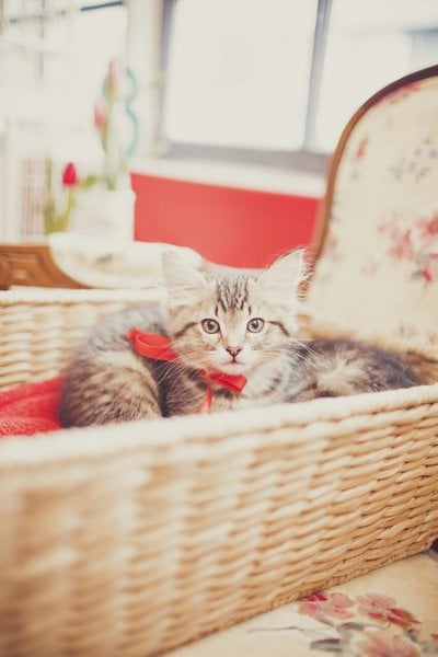 Kittens | Vintage Kitty Cat Birthday Party Ideas ...