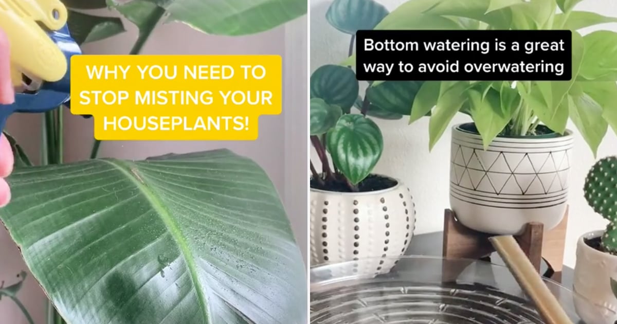 Best Plant Hacks on TikTok POPSUGAR Home