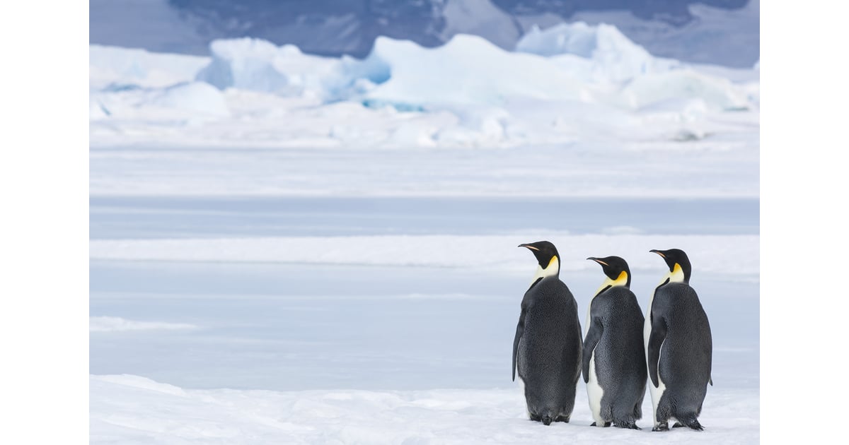 March of the Penguins 2 Photos and Details | POPSUGAR News Photo 6
