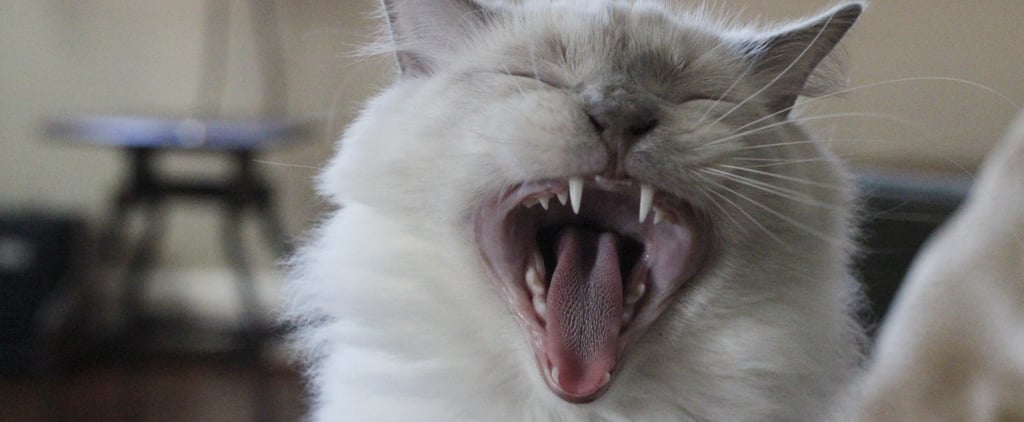 Should I Be Brushing My Cat's Teeth?