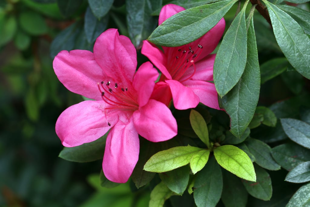 Give Your Significant Other: Azalea