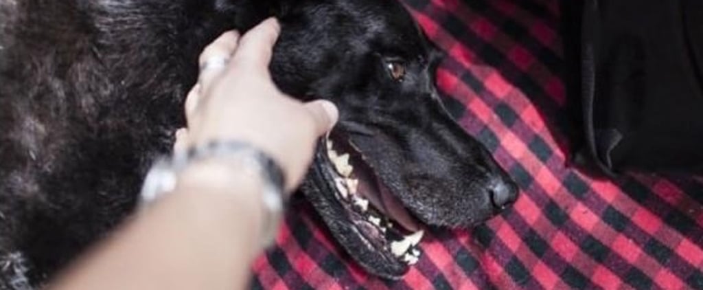 Dying Dog's Last Day Photo Series