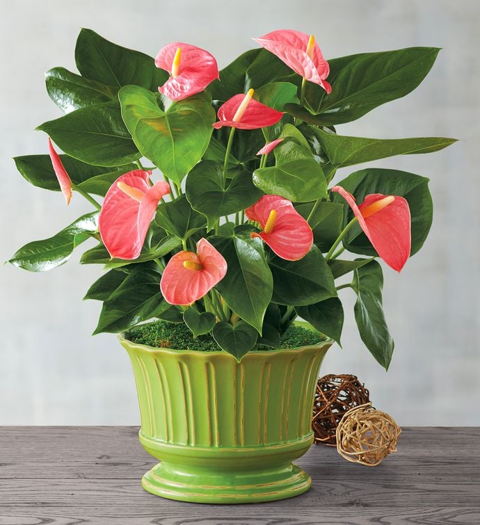 Pink Anthurium Plant Best Indoor Flower Plants For Beginners POPSUGAR Home Photo