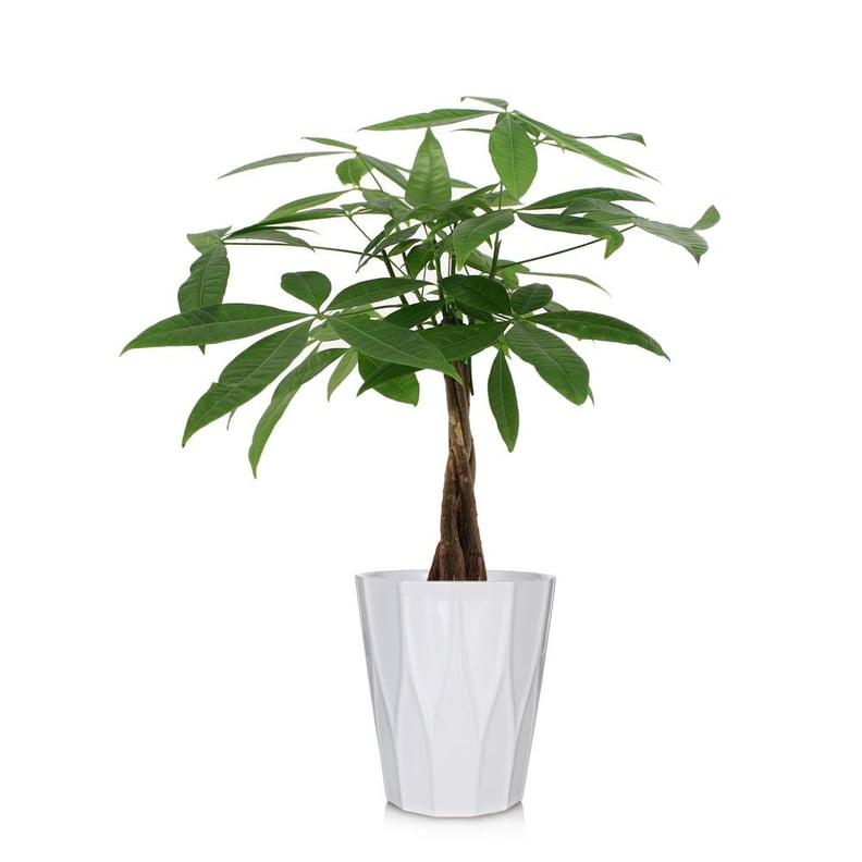 Money Tree Plant in Ceramic Pot
