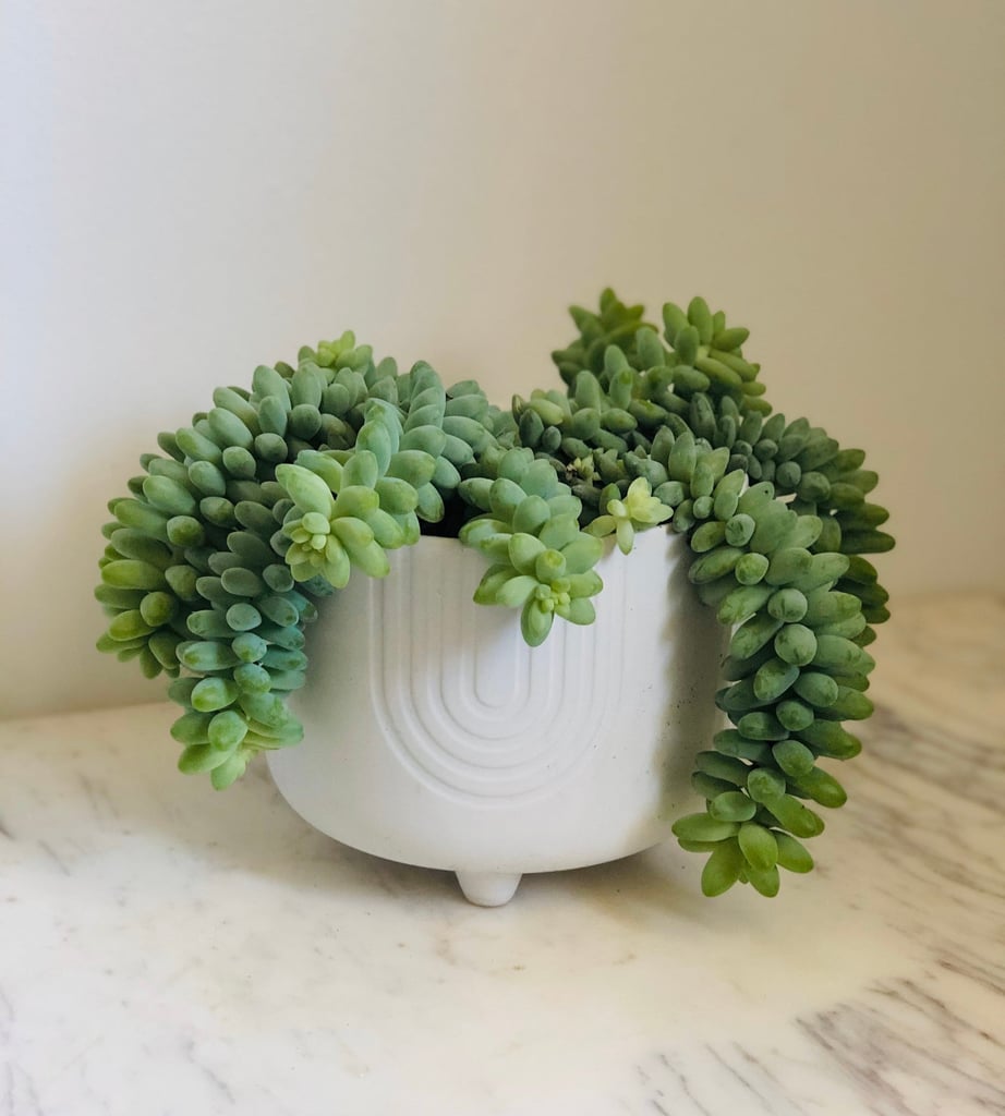 Sedum Morganianum Plant