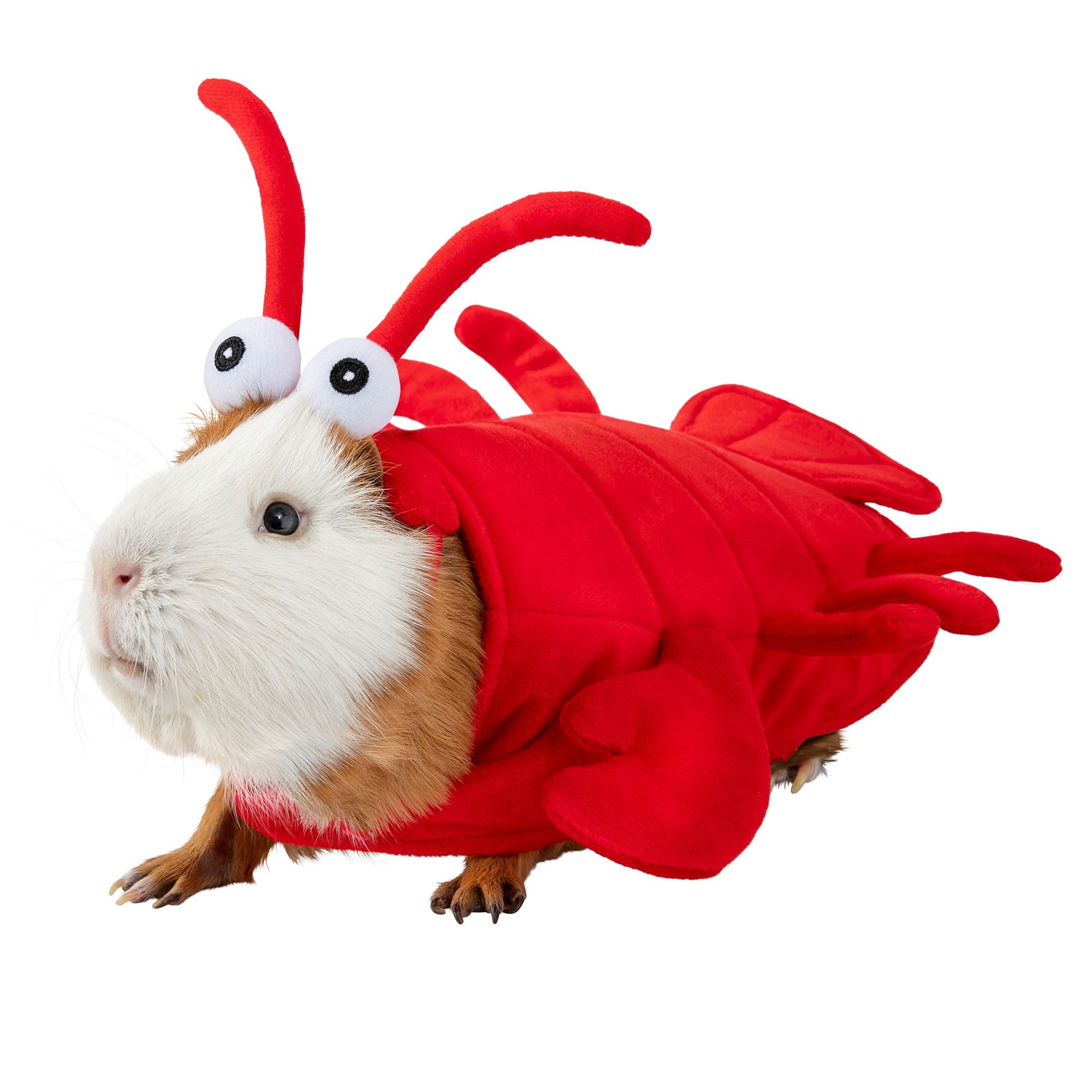 Guinea Pig Halloween Costumes POPSUGAR Pets