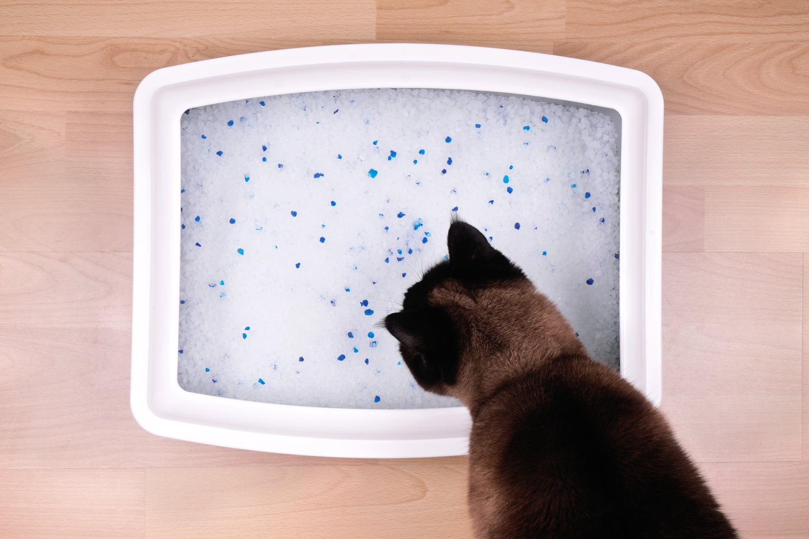 How to Control Litter Box Odor POPSUGAR Pets