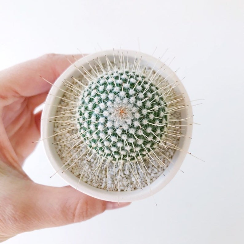 Estrella Cactus Plant and Handmade Ceramic Planter