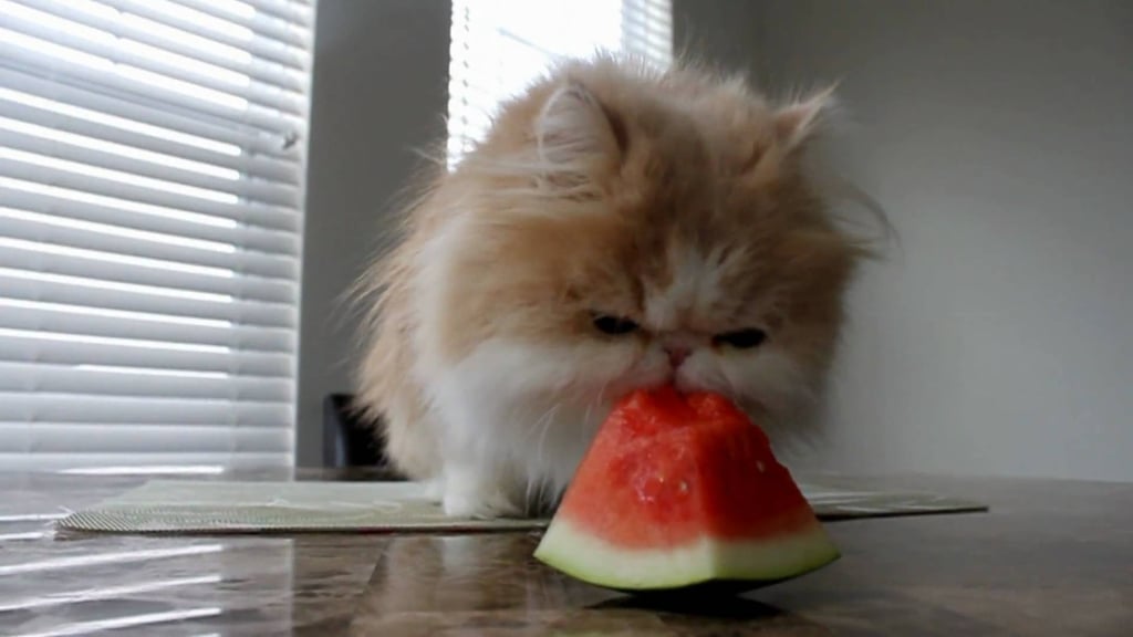 Cat and Dogs vs. Watermelon
