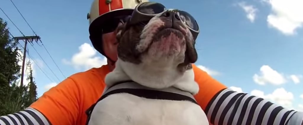 Waving English Bulldog