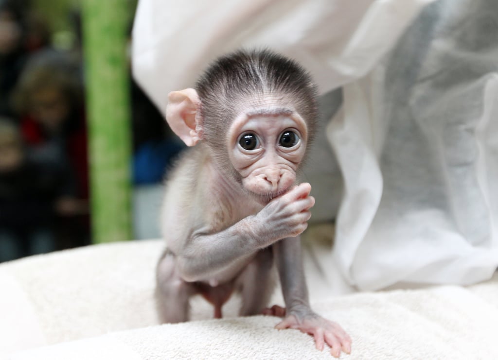 This little Mangabey monkey is thumb-suckingly cute!