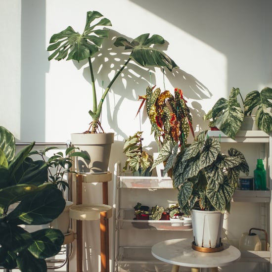 19 Plants That Repel Mosquitos