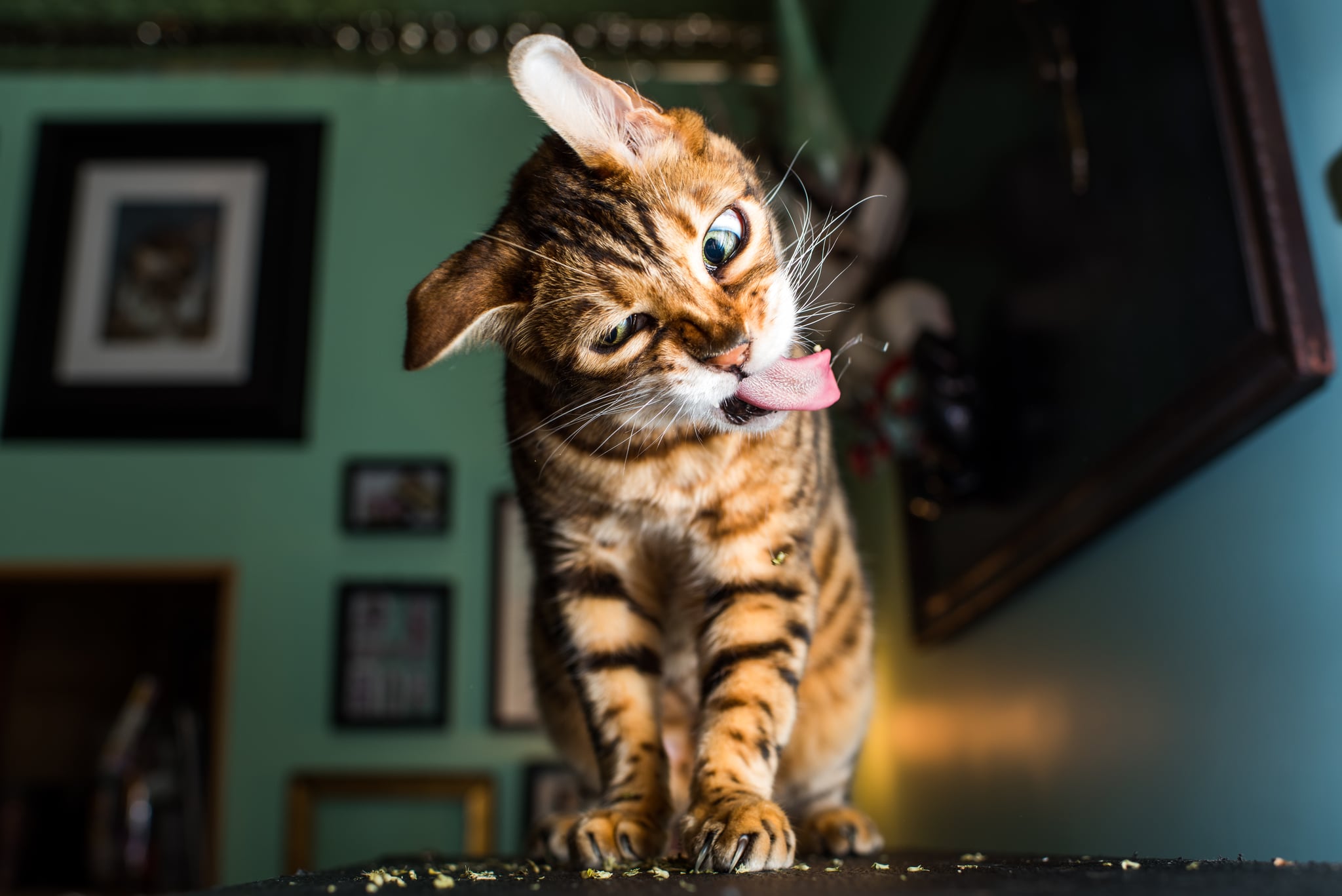 bengal cat vaccine reaction