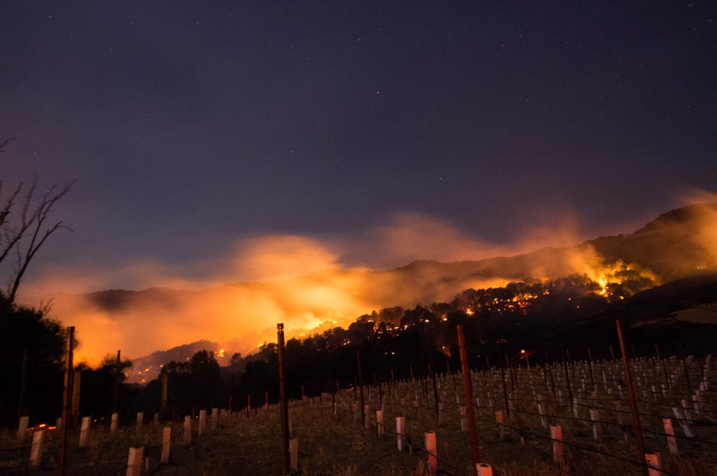 Fire is seen over a vineyard hillside. Photos of Napa Valley Wildfire