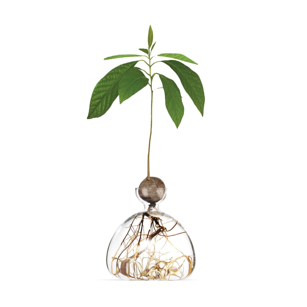 For the Plant Parent: Ilex Studio Avocado Vase
