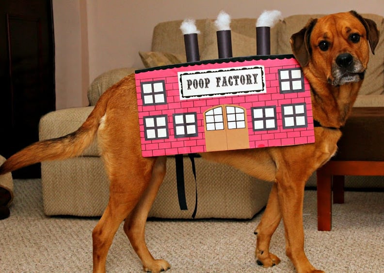 DIY Pet Costume Ideas  POPSUGAR Smart Living