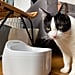 Why My Cats Love the Dogness Pet Water Fountain | Review