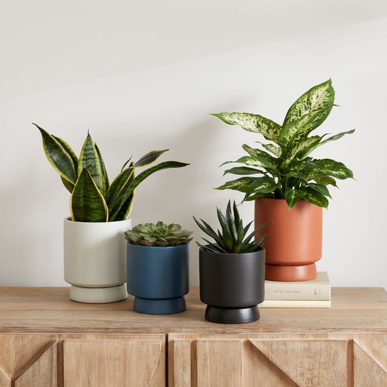 West Elm Bishop Tabletop Indoor/Outdoor Planters