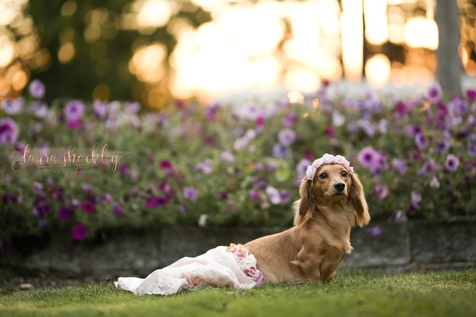 Dachshund Maternity Shoot