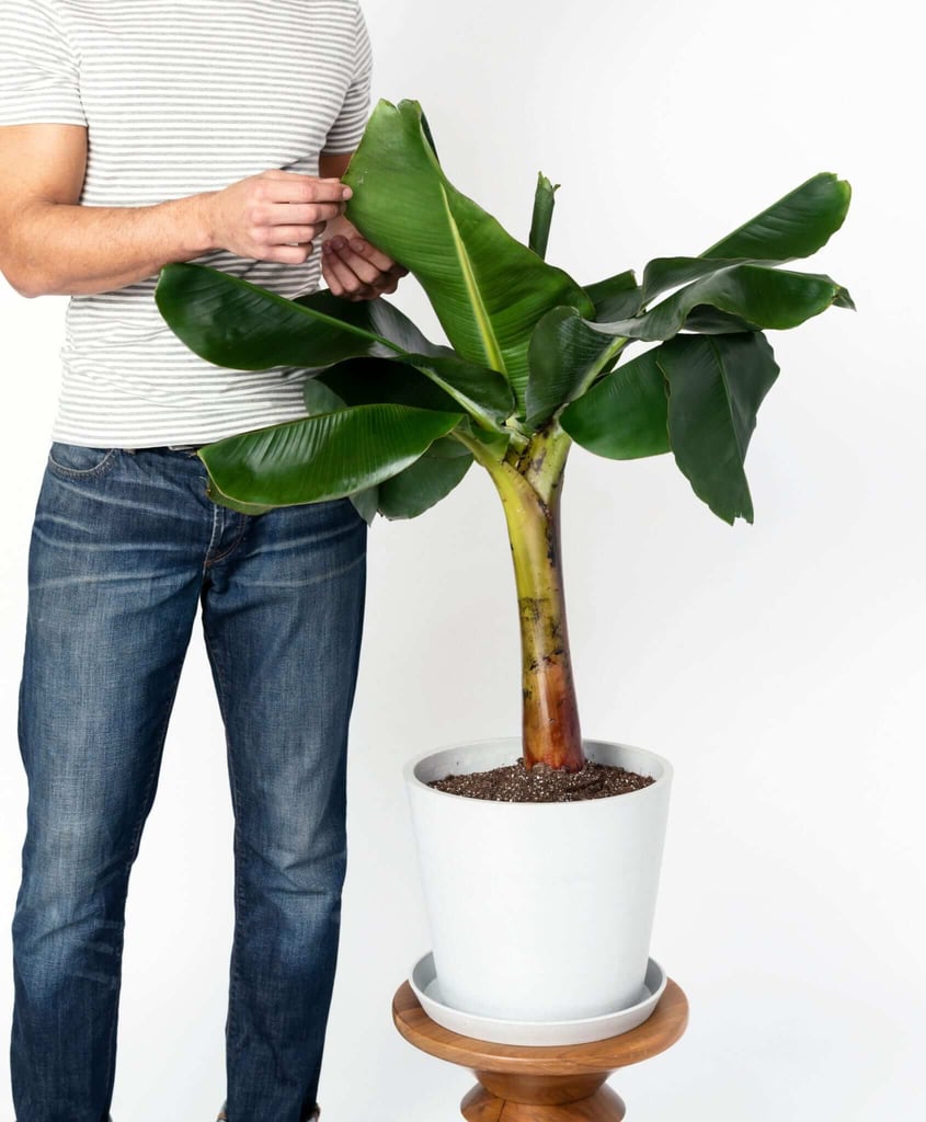 Dwarf Banana Tree Best Large Indoor Plants POPSUGAR Home Photo 24