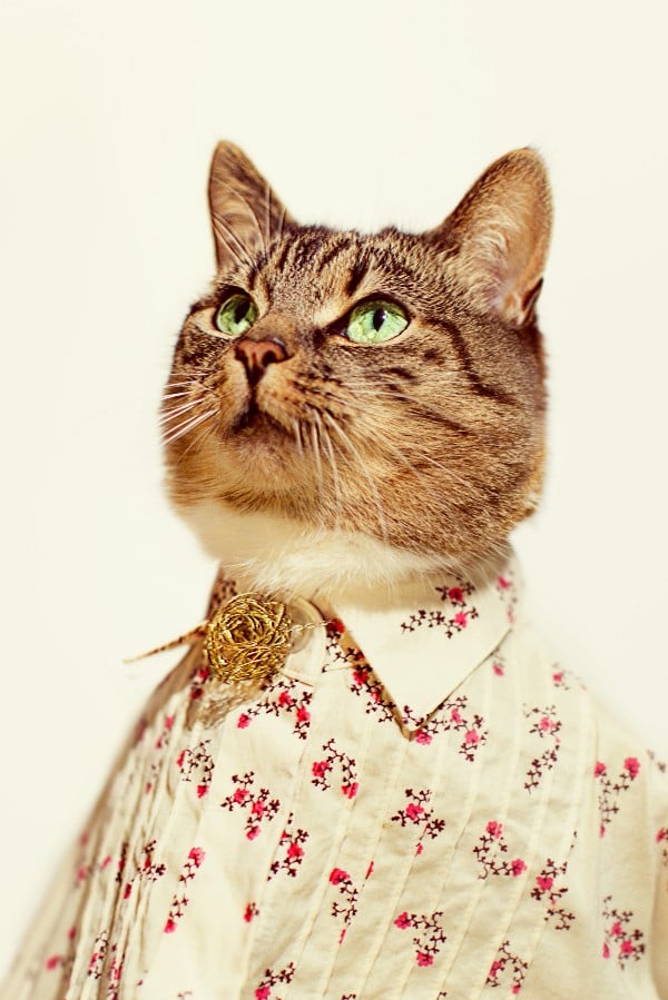 High-Fashion Cat