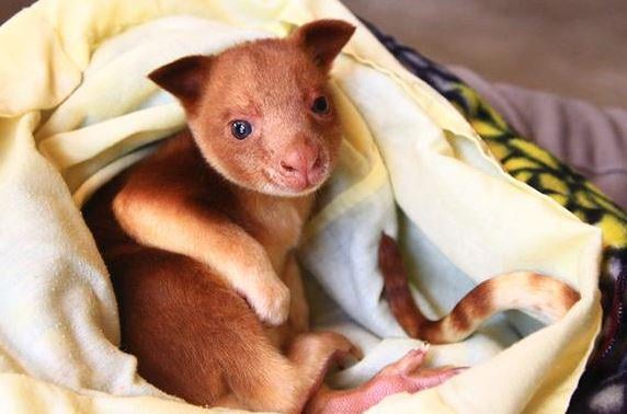Orphaned Tree Kangaroo Saved by Wallaby