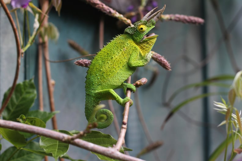 Chameleons camouflage to blend in.