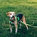Should You Buy Organic Dog Food?