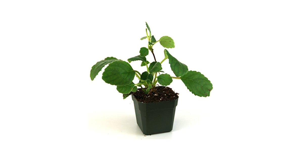 Lace Flower Plant Best CatFriendly Plants POPSUGAR Home Photo 18