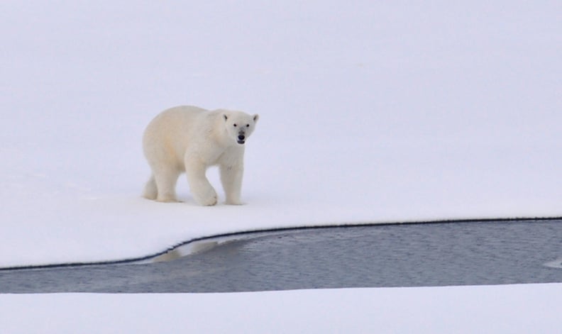 Cruise the Northwest Passage