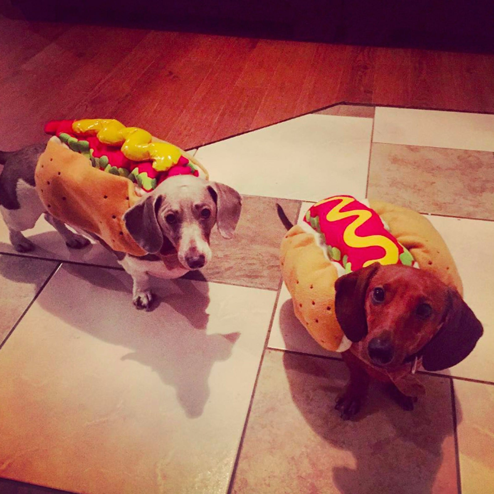Dachshunds Dressed as Hot Dogs POPSUGAR Pets