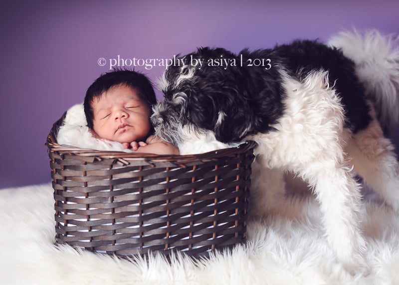 Adorable Newborn and Pet Photos