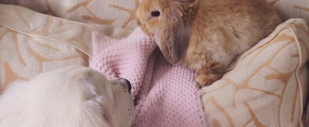 See Cute Pictures of a Golden Retriever and Bunny Rabbit