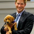 32 Pictures of Prince Harry With Animals That Might Just Make Your Heart Burst