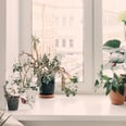 These 5 Houseplants Might Actually Soothe Your Allergy Symptoms, According to Experts