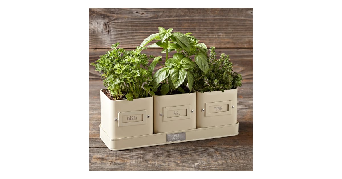 Herb Pot With Tray The Best Gifts For the Whole Family POPSUGAR