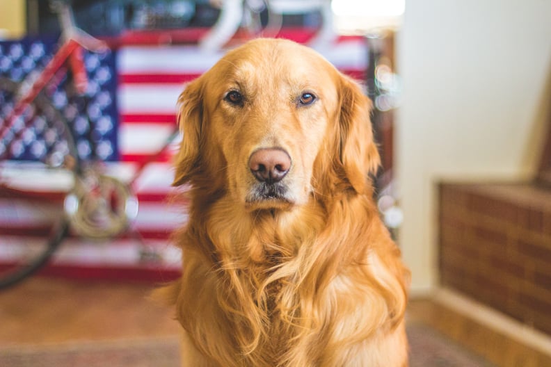 Make eye contact with your pooch.